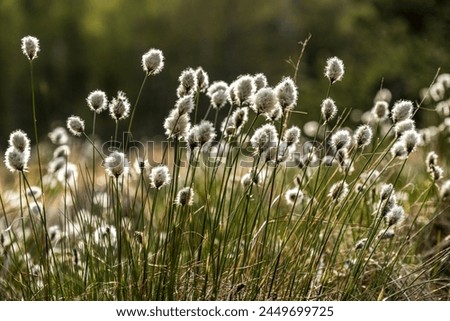 Foto Bild Wollgras Sauergrasgewächs