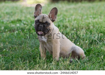 Similar – Image, Stock Photo Fawn French Bulldog Puppy Looking at Camera