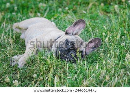 Similar – Image, Stock Photo Fawn French Bulldog Puppy Looking at Camera