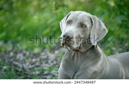Image, Stock Photo Portrait of a weimaraner dog on the grass. Sepia tone photography.