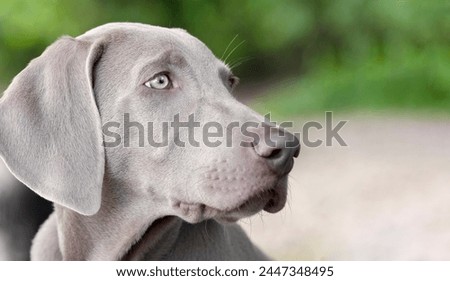 Similar – Image, Stock Photo Portrait of a weimaraner dog on the grass. Sepia tone photography.