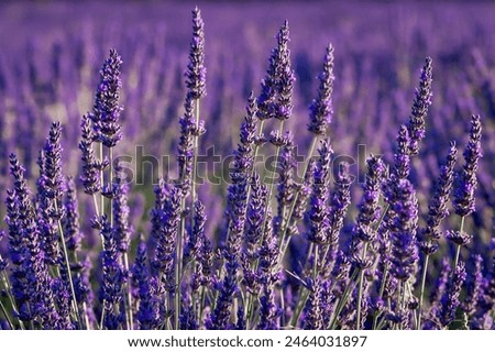 Similar – Image, Stock Photo Selective focus of lavender flowers