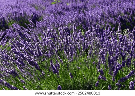 Similar – Image, Stock Photo Selective focus of lavender flowers