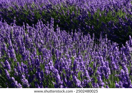 Similar – Image, Stock Photo Selective focus of lavender flowers