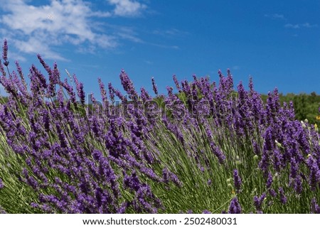 Similar – Image, Stock Photo Selective focus of lavender flowers