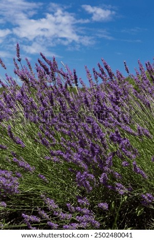 Similar – Image, Stock Photo Selective focus of lavender flowers