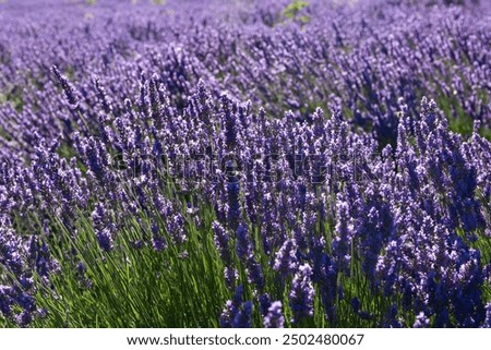 Similar – Image, Stock Photo Selective focus of lavender flowers