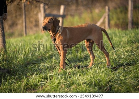 Similar – Image, Stock Photo Purebred Ridgeback dog on black background