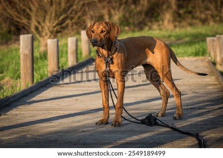 Similar – Foto Bild Rhodesian Ridgeback Hund