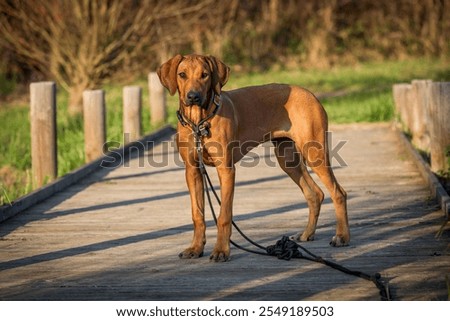 Similar – Image, Stock Photo Purebred Ridgeback dog on black background