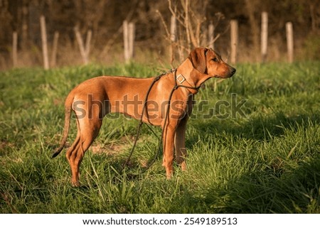 Similar – Foto Bild Rhodesian Ridgeback Hund