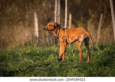 Similar – Image, Stock Photo Purebred Ridgeback dog on black background