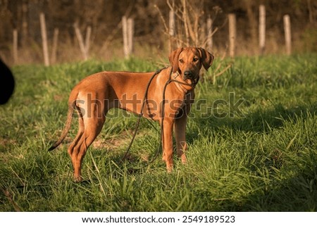 Similar – Image, Stock Photo Purebred Ridgeback dog on black background