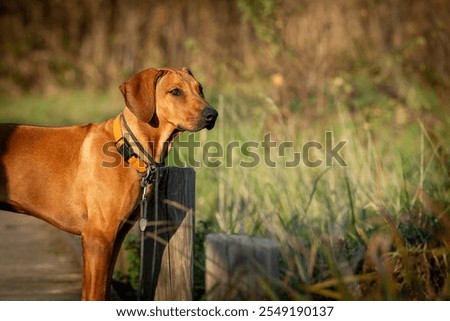 Similar – Foto Bild Rhodesian Ridgeback Hund