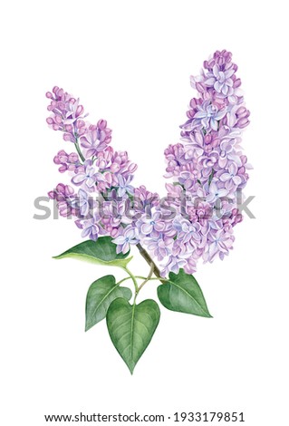 Similar – Image, Stock Photo purple lilac flowers and lilac buds against green background, closeup