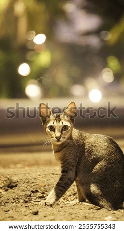 Similar – Image, Stock Photo When even cats no longer take the most direct route.