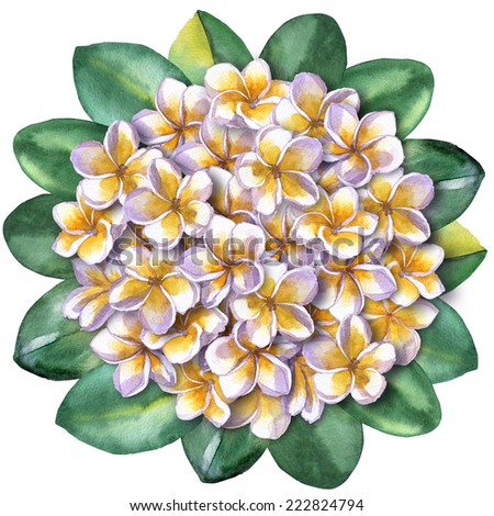 bunch of flowers plumeria or frangipani. tropical Bunch of flowers on a white background. bunch frangipani on the top view
