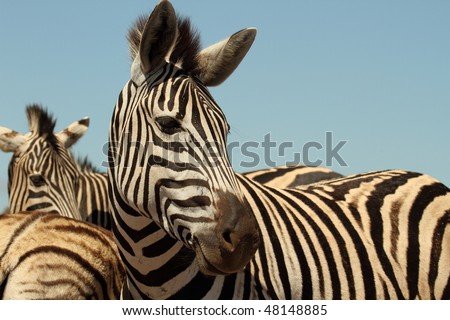 Zebra looking out of corner of eye, abstract view