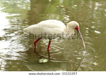 African Spoonbill wading in water, fishing