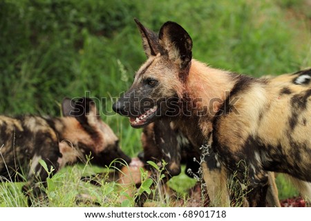 African wild dog pack with kill