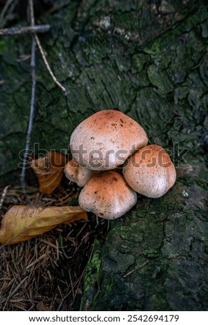 Similar – Image, Stock Photo three mushrooms grow on a moss-covered tree trunk in the forest