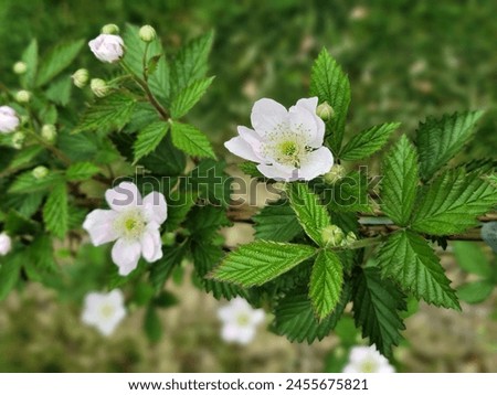 Similar – Image, Stock Photo First heralds of spring