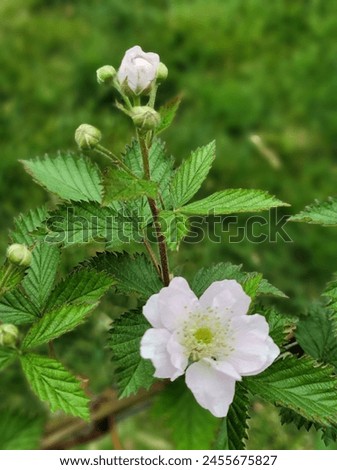 Similar – Image, Stock Photo First heralds of spring