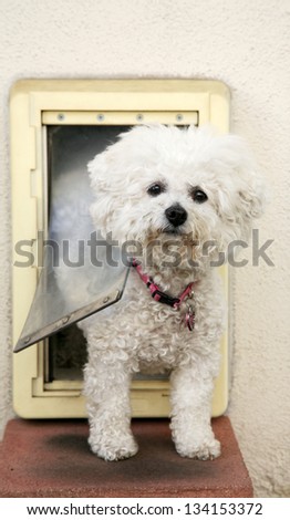 A Bichon Frise dog Smiles as she goes through her Dog Door