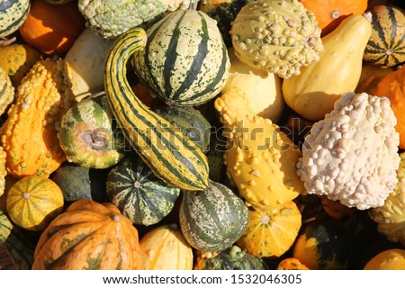 Gourds. Various types, sizes and varieties of Gourds for sale at a Farmers Market. Colorful Gourds for sale.  Photo stock © 