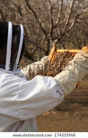 Genuine Unidentifiable Bee Keepers inspect their Bee Hives and their Bees to make sure they are healthy and doing their job of pollinating plants and making honey. Bee Keeping is an important job.