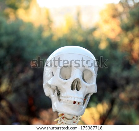 A Genuine Real Plastic Human Skull missing a tooth smiles a toothy grin at You The Viewer as if to say Buy This Image. Human Skulls are an important part of being human and keep our brains safe inside
