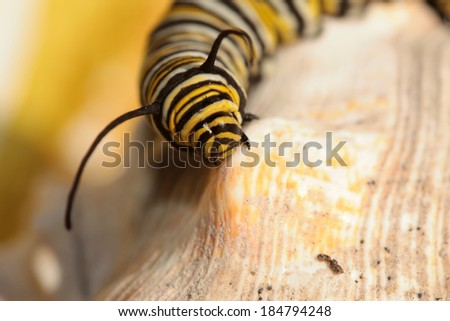 A Genuine Monarch Butterfly Caterpillar \