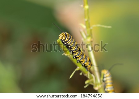 A Genuine Monarch Butterfly Caterpillar \