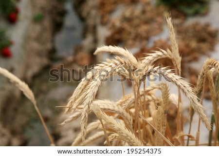 Wild Wheat grows in a clump on the side of a road. Wheat is a member of the grass family which is a part of the grain family. Wheat is used around the world to feed people, and animals and in products