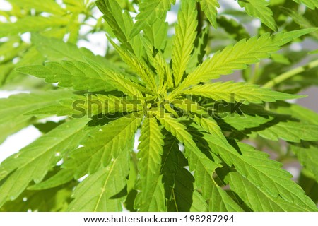 Close up of A Medical Marijuana Plant isolated on white. This strain of Marijuana is called White Widow. Medical Marijuana is quickly becoming legalized in many of the united states.