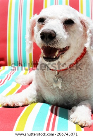 A Bichon Frise smiles as she sits on a colorful striped lounge chair. Elbe was a Rescue Dog that was staying with his foster family until he was adopted by his Fur-Ever family. Adopt don\'t buy dogs.