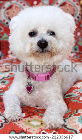 A pure breed Bichon Frise dog smiles as she sits for her portrait. Bichon Frise Dogs were bred for Royalty and the Common People could not own them, until now when we can All love them.