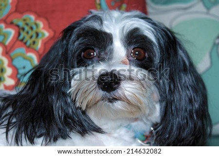 A Beautiful half Shih Tzu - Maltese dog poses for her portrait on a nice new couch in the comfort of her home. Small dogs are loved by people around the world and like to sit on your lap or be held.