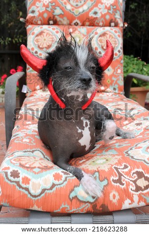 A genuine Hairless Chinese Crested dog. Wears his Devil Dog Costume for Halloween. Chinese Crested dogs can birth both Hairless and Silky \