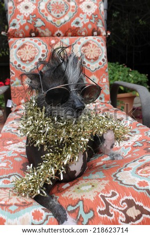 A genuine Hairless Chinese Crested dog. Wears Gold Christmas Tinsel as a Fabulous Fashion Statement.  Chinese Crested dogs can birth both Hairless and Silky \