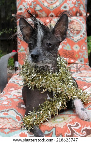 A genuine Hairless Chinese Crested dog. Wears Gold Christmas Tinsel as a Fabulous Fashion Statement.  Chinese Crested dogs can birth both Hairless and Silky \