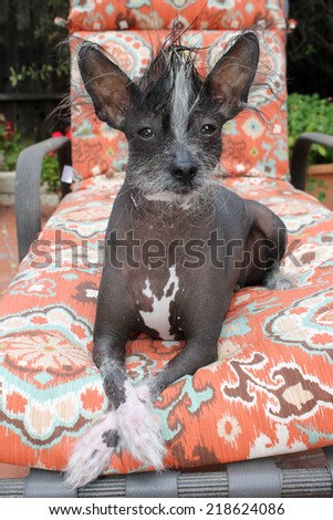 A genuine Hairless Chinese Crested dog. Smiles as he poses for his Portrait outside. Chinese Crested dogs can birth both Hairless and Silky \