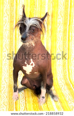 A genuine Hairless Chinese Crested Dog poses in front of a Roll of 1970 era Wall Paper for a unique background. Chinese Crested Dogs Love to chase birds and cats and sit on your lap for tummy rubs