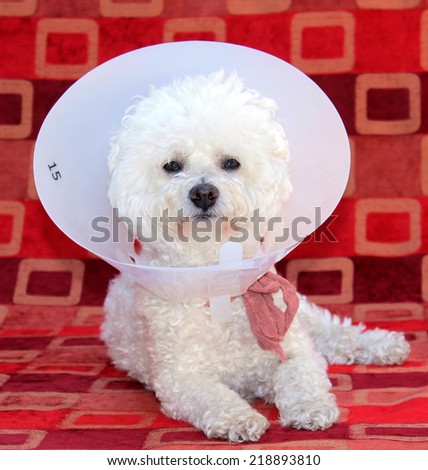 A genuine Pure Breed Bichon Frise dog, wears her Elizabethan Collar after surgery to remove old lady dog warts, to keep her from chewing out her stitches. Dogs can develop warts with old age.
