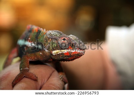 A beautiful Chameleon shows his unique color choice of the moment. The approximately 160 species of chameleon come in a range of colors, and many species have the ability to change colors.