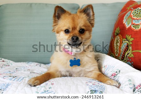 A beautiful pure breed Pomeranian Dog Smiles and plays with her favorite Squeaky toy. Pomeranian Dogs are good dogs for small apartments and are friendly with other dogs and pets.