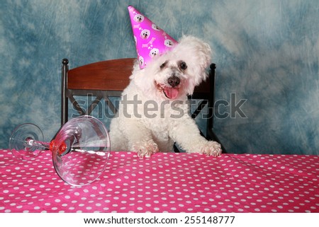 Jolie a Pure Breed Bichon Frise dog celebrates her 12th Birthday.
