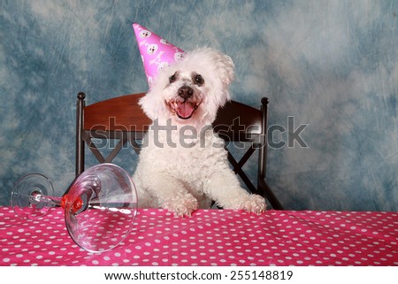 Jolie a Pure Breed Bichon Frise dog celebrates her 12th Birthday.