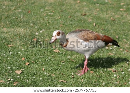 Similar – Image, Stock Photo Egyptian geese in the evening on a harvested grain field at the edge of the forest.