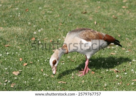 Similar – Image, Stock Photo Egyptian geese in the evening on a harvested grain field at the edge of the forest.